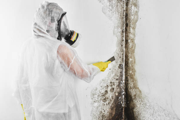 Best Insurance-Related Mold Remediation in Crawfordville, FL