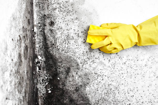 Best Residential Mold Remediation in Crawfordville, FL