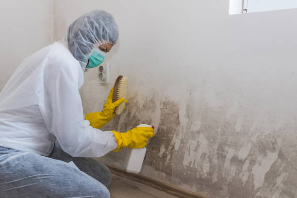 Best Industrial Mold Remediation in Crawfordville, FL