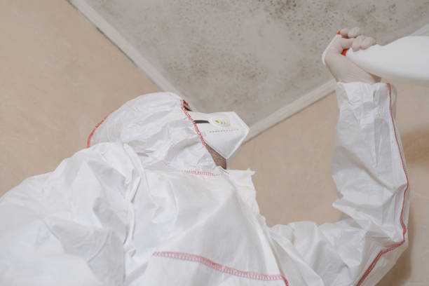 Best Attic Mold Remediation in Crawfordville, FL