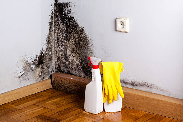 Best Post-Flood Mold Remediation in Crawfordville, FL