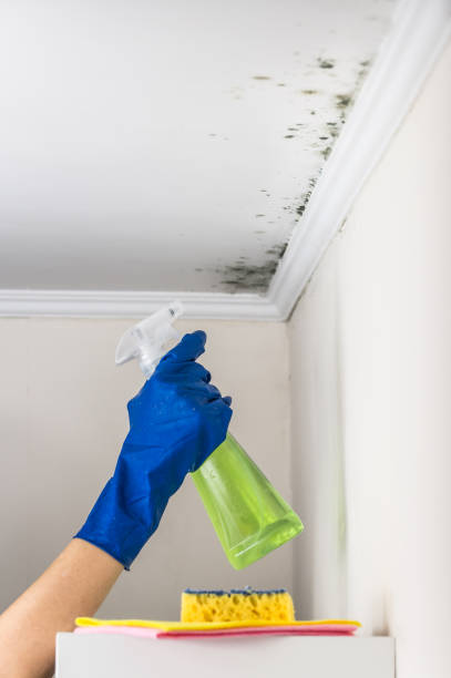 Best Mold Remediation for Schools in Crawfordville, FL